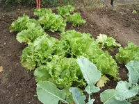 Garten August09 006.webp