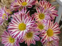 HPIM2821.webp