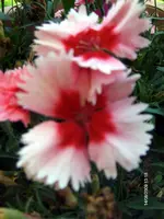 HPIM2822.webp