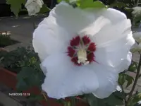 HPIM2825.webp