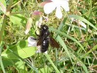 Hymenoptera 03.webp