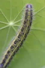 Raupe.webp