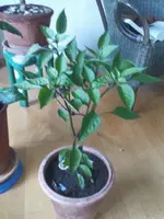 DSC00388_400x533.webp