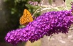Schmetterling Kaisermantel.jpg