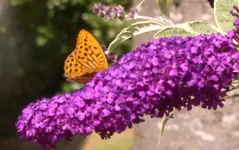 Schmetterling Kaisermantel.webp