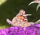 Schmetterling 1.webp