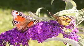 Schmetterling 3.webp
