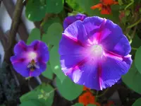 CIMG6768.webp