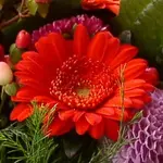 Gerbera 1.webp