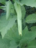 garten 09 027.webp