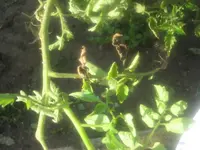 garten 09 003.webp