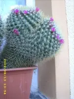 JD500119.webp