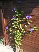 Garten 08.09 001.webp