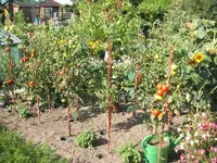 Garten 08.09 007.webp
