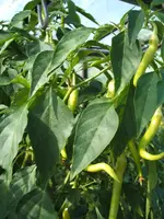 Garten 08.09 008.webp