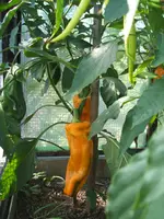 Garten 08.09 009.webp
