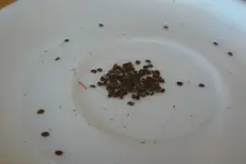 P1040299 [1280x768].webp