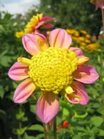 Dalie_Fleider_gelb.webp