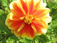 Dalie_Gelb_Orange.webp