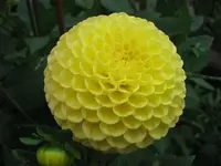 Dalie_Gelb_Pompom.webp