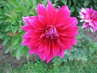 Dalie_Lila_Groß.webp