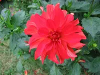 Dalie_Rot_gelb_Fein.webp