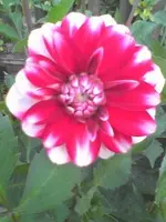 Dalie_Rot_Weiß.webp