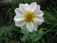 Dalie_Weiß_Lila_einfach.webp
