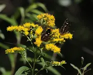 Schwarzer Schmetterling.webp