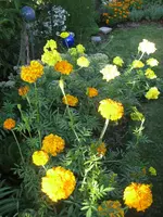 garten 09 001.webp
