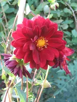 garten 09 005.webp