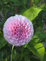 garten 09 006.webp