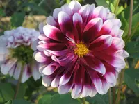 garten 09 007.webp