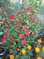 garten 09 008.webp