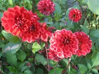 garten 09 009.webp
