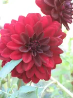 garten 09 013.webp