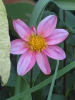 garten 09 014.webp