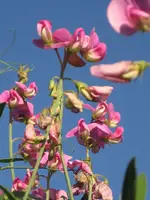 garten 09 020.webp