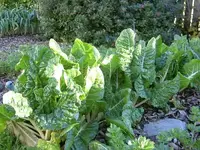 Mangold-Silverbeet v (1).webp