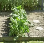 Mangold-Silverbeet v (2).webp