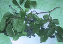 beerenstrauch.webp