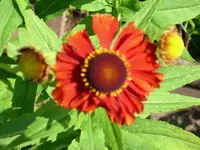 SB rot.webp
