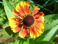 Sonnenbraut.webp