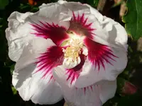 Hibiskus.webp