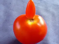 Tomaten.webp