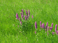 IMG_2418.webp