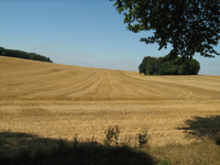 IMG_2420.webp