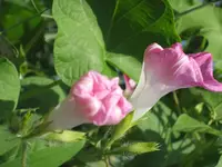 garten 09 004.webp