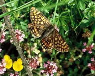 TSSc Euphydrias intermedia Ba0047 4-5.webp