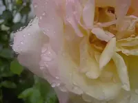Sommer 2009 204 v.webp